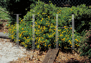 Picture of Lantana x 'Gold Mound'