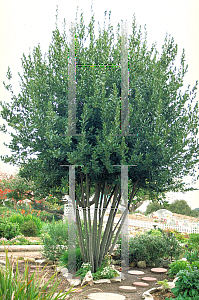 Picture of Laurus nobilis 