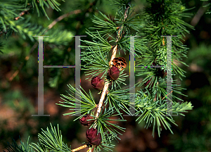 Picture of Larix laricina 