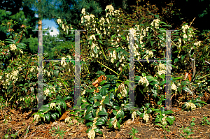 Picture of Leucothoe fontanesiana 