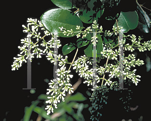Picture of Ligustrum japonicum 