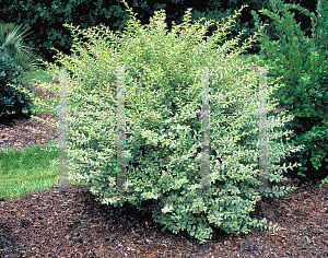 Picture of Ligustrum sinense 'Variegatum'