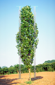 Picture of Liriodendron tulipifera 'Arnold'