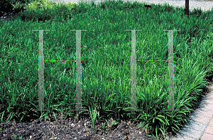 Picture of Liriope spicata 