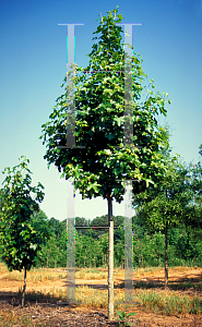 Picture of Liquidambar styraciflua 'Rotundiloba'