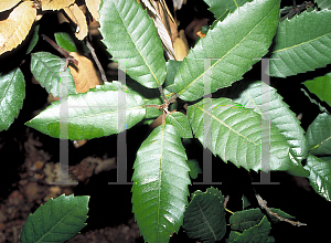 Picture of Lithocarpus densiflorus 