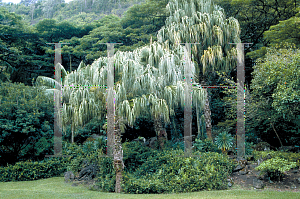 Picture of Livistona chinensis var. boninensis 