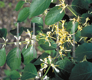 Picture of Lonicera maackii 