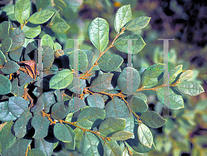 Picture of Loropetalum chinense 