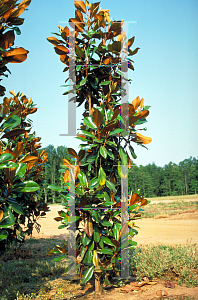 Picture of Magnolia grandiflora 'D.D. Blanchard'