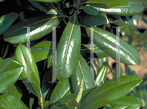 Picture of Magnolia grandiflora 'Greenback'