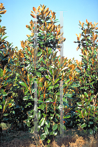 Picture of Magnolia grandiflora 'Phyllis Barrow'