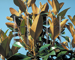 Picture of Magnolia grandiflora 'Phyllis Barrow'