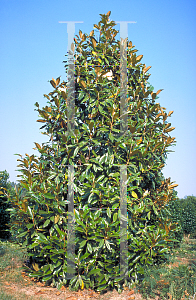 Picture of Magnolia grandiflora 'Select III'