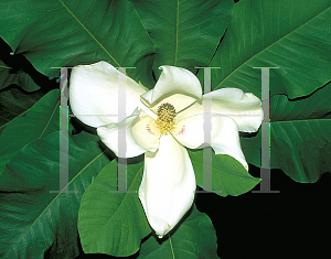 Picture of Magnolia macrophylla 