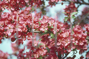 Picture of Malus x 'Burgundy'