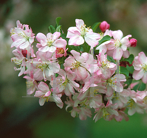 Picture of Malus x 'Dorothea'