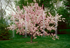 Picture of Malus x 'Dorothea'