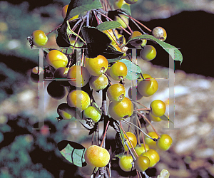 Picture of Malus x 'Dorothea'