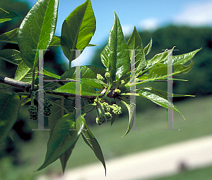 Picture of Maclura pomifera 'Double O'