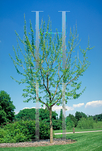 Picture of Maclura pomifera 'Double O'