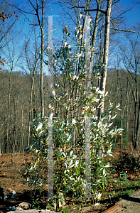 Picture of Magnolia virginiana 'Henry Hicks'