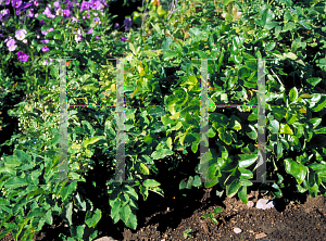 Picture of Mahonia repens 