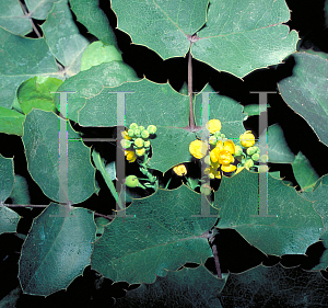 Picture of Mahonia repens 