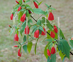 Picture of Malvaviscus arboreus 