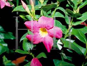 Picture of Mandevilla splendens 