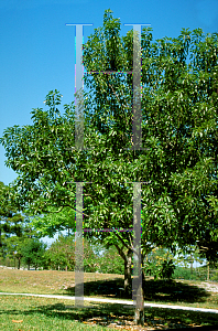 Picture of Mastichodendron foetidissimum 