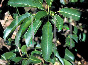 Picture of Mastichodendron foetidissimum 