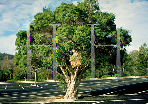 Picture of Melaleuca linariifolia 