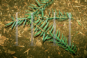 Picture of Melaleuca linariifolia 