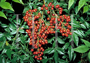 Picture of Nandina domestica 