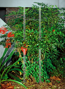 Picture of Nandina domestica 