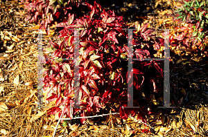 Picture of Nandina domestica 'Firepower'