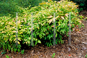 Picture of Nandina domestica 'Firepower'