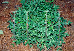 Picture of Nandina domestica 'Harbor Dwarf'