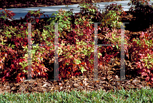 Picture of Nandina domestica 'Harbor Dwarf'