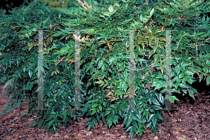 Picture of Nandina domestica 'Compacta Nana (Gulfstream)'