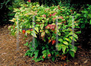 Picture of Nandina domestica 'Wood's Red'