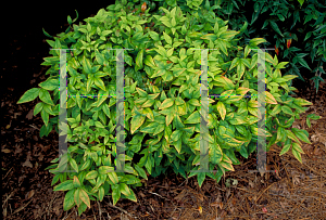 Picture of Nandina domestica 'Nana'