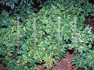 Picture of Nandina domestica 'Nana Purpurea'