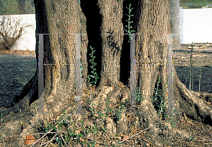 Picture of Olea europaea 