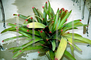 Picture of Neoregelia spectabilis 