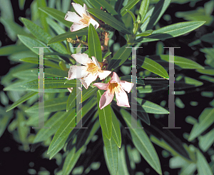 Picture of Nerium oleander 'Petite Pink'