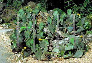 Picture of Opuntia  