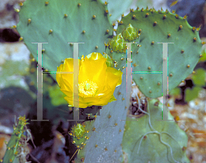 Picture of Opuntia  