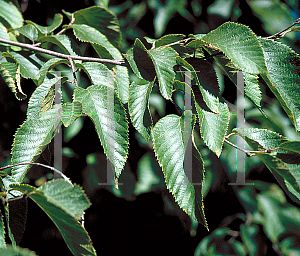 Picture of Ostrya virginiana 